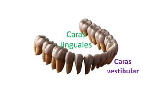 Tema 6 Nomenclatura Dental PPTX tema-6-nomenclatura-dental-pptx