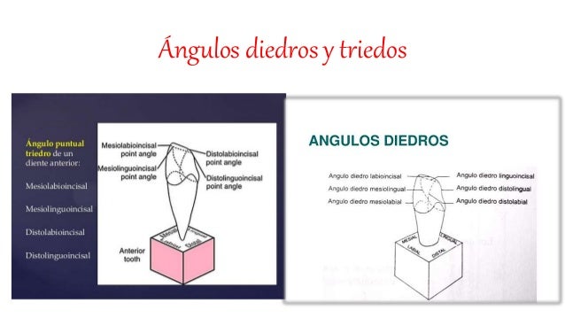 Angulos Triedros De Los Dientes