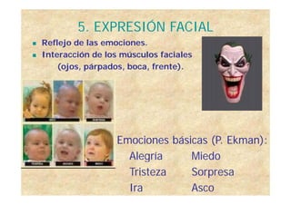 5. EXPRESIÓN FACIAL
 Reflejo de las emociones.
 Interacción de los músculos faciales Interacción de los músculos facial...
