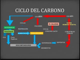 CICLO DEL CARBONO
Comp.
Orgánicos
AUTÓTROFOS
CO2
CO2 atm
fotosíntesis
ALIMENTACIÓN CONSUMIDORES
DESCOMPONEDORES
ENTERRADOS
SEDIMENTOS
DEPÓSITOS
COBUSTIBLES
FÓSILES
t
QUEMA
BIOMASA VEGETAL
CO2 atm
RESPIRACIÓN
CO2 atm
VOLCANES
CONCHAS CaCO3
CO2 dto
R.CALIZAS
 