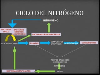 CICLO DEL NITRÓGENO
NO3=
BACTERIAS
SUELO
NITRÓGENO
NITRÓGENO
BACTERIAS NITRIFICANTES
RESTOS ORGÁNICOS
EXCREMENTOS
MEDIO
BACTERIAS
SIMBIOSIS
LEGUMINOSAS
PLANTAS
COMPUESTOS
ORGÁNICOS
CONSUMIDORESALIMENTACIÓN
NITRÓGENO
BACTERIAS DESNITRIFICANTES
 