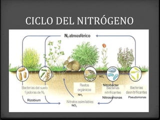 Rizobium
Nitrosomonas Pseudomonas
NH4
NO2
Nitrobacter
NO3
CICLO DEL NITRÓGENO
 