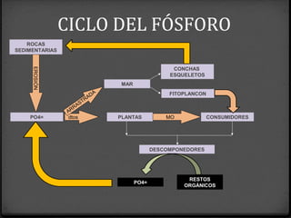 CICLO DEL FÓSFORO
ROCAS
SEDIMENTARIAS
EROSIÓN
PO4= dtos PLANTAS CONSUMIDORESMO
DESCOMPONEDORES
RESTOS
ORGÁNICOS
PO4=
MAR
ARRASTRADA
CONCHAS
ESQUELETOS
FITOPLANCON
 