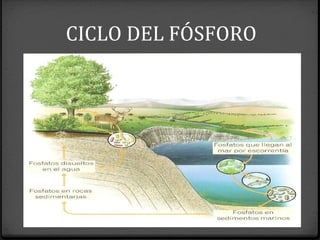 CICLO DEL FÓSFORO
 