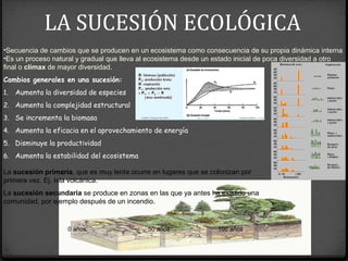 0 años 50 años 100 años
•Secuencia de cambios que se producen en un ecosistema como consecuencia de su propia dinámica interna
•Es un proceso natural y gradual que lleva al ecosistema desde un estado inicial de poca diversidad a otro
final o clímax de mayor diversidad.
Cambios generales en una sucesión:
1. Aumenta la diversidad de especies
2. Aumenta la complejidad estructural
3. Se incrementa la biomasa
4. Aumenta la eficacia en el aprovechamiento de energía
5. Disminuye la productividad
6. Aumenta la estabilidad del ecosistema
La sucesión primaria, que es muy lenta ocurre en lugares que se colonizan por
primera vez. Ej. Isla volcánica.
La sucesión secundaria se produce en zonas en las que ya antes ha existido una
comunidad, por ejemplo después de un incendio.
LA SUCESIÓN ECOLÓGICA
 