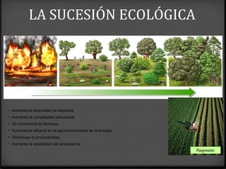 • Aumenta la diversidad de especies.
• Aumenta la complejidad estructural.
• Se incrementa la biomasa.
• Aumenta la eficacia en el aprovechamiento de la energía.
• Disminuye la productividad.
• Aumenta la estabilidad del ecosistema.
Regresión
LA SUCESIÓN ECOLÓGICA
 