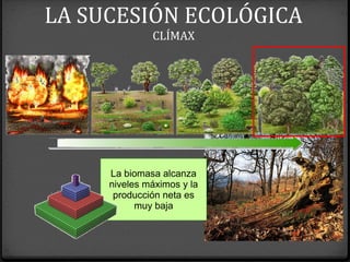 La biomasa alcanza
niveles máximos y la
producción neta es
muy baja
LA SUCESIÓN ECOLÓGICA
CLÍMAX
 