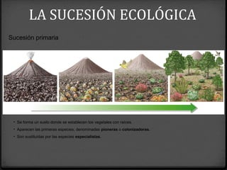 • Se forma un suelo donde se establecen los vegetales con raíces.
• Aparecen las primeras especies, denominadas pioneras o colonizadoras.
• Son sustituidas por las especies especialistas.
Sucesión primaria
LA SUCESIÓN ECOLÓGICA
 