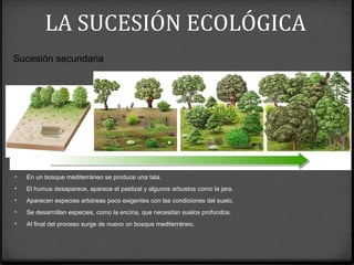 Sucesión secundaria
• En un bosque mediterráneo se produce una tala.
• El humus desaparece, aparece el pastizal y algunos arbustos como la jara.
• Aparecen especies arbóreas poco exigentes con las condiciones del suelo.
• Se desarrollan especies, como la encina, que necesitan suelos profundos.
• Al final del proceso surge de nuevo un bosque mediterráneo.
LA SUCESIÓN ECOLÓGICA
 