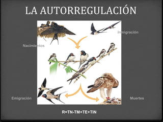Nacimientos
Inmigración
Emigración Muertes
LA AUTORREGULACIÓN
R=TN-TM+TE+TIN
 