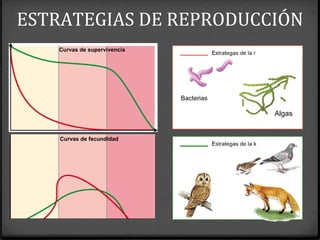 Algas
Bacterias
Curvas de supervivencia
Curvas de fecundidad
ESTRATEGIAS DE REPRODUCCIÓN
 
