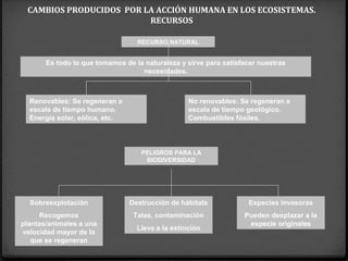 Es todo lo que tomamos de la naturaleza y sirve para satisfacer nuestras
necesidades.
Renovables: Se regeneran a
escala de tiempo humano.
Energía solar, eólica, etc.
No renovables: Se regeneran a
escala de tiempo geológico.
Combustibles fósiles.
PELIGROS PARA LA
BIODIVERSIDAD
Sobreexplotación
Recogemos
plantas/animales a una
velocidad mayor de la
que se regeneran
Destrucción de hábitats
Talas, contaminación
Lleva a la extinción
Especies invasoras
Pueden desplazar a la
especie originales
RECURSO NATURAL
CAMBIOS PRODUCIDOS POR LA ACCIÓN HUMANA EN LOS ECOSISTEMAS.
RECURSOS
 