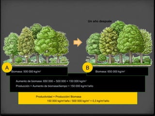 A B
Biomasa: 500 000 kg/m2
Biomasa: 650 000 kg/m2
Un año después
Aumento de biomasa: 650 000 – 500 000 = 150 000 kg/m2
Producción = Aumento de biomasa/tiempo = 150 000 kg/m2
/año
Productividad = Producción/ Biomasa
150 000 kg/m2
/año / 500 000 kg/m2
= 0,3 kg/m2
/año
 