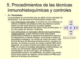 Tema 6 Procesamiento Citol gico Y Tisular PPT tema-6-procesamiento-citol-gico-y-tisular-ppt