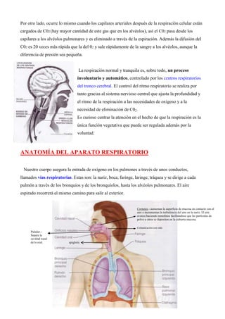 Por otro lado, ocurre lo mismo cuando los capilares arteriales después de la respiración celular están
cargados de C02 (hay mayor cantidad de este gas que en los alvéolos), así el C02 pasa desde los
capilares a los alvéolos pulmonares y es eliminado a través de la espiración. Además la difusión del
C02 es 20 veces más rápida que la del 02 y sale rápidamente de la sangre a los alvéolos, aunque la
diferencia de presión sea pequeña.
La respiración normal y tranquila es, sobre todo, un proceso
involuntario y automático, controlado por los centros respiratorios
del tronco cerebral. El control del ritmo respiratorio se realiza por
tanto gracias al sistema nervioso central que ajusta la profundidad y
el ritmo de la respiración a las necesidades de oxígeno y a la
necesidad de eliminación de C02.
Es curioso centrar la atención en el hecho de que la respiración es la
única función vegetativa que puede ser regulada además por la
voluntad.
ANATOMÍA DEL APARATO RESPIRATORIO
Nuestro cuerpo asegura la entrada de oxígeno en los pulmones a través de unos conductos,
llamados vías respiratorias. Estas son: la nariz, boca, faringe, laringe, tráquea y se dirige a cada
pulmón a través de los bronquios y de los bronquíolos, hasta los alvéolos pulmonares. El aire
espirado recorrerá el mismo camino para salir al exterior.
epiglotis
Comunicación con oído
Cornetes.- aumentan la superficie de mucosa en contacto con el
aire e incrementan la turbulencia del aire en la nariz. El aire
avanza haciendo remolinos facilitándose que las partículas de
polvo u otros se depositen en la cubierta mucosa.
Paladar.-
Separa la
cavidad nasal
de la oral.
 