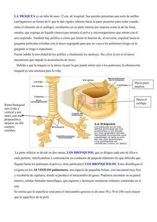 LA TRÁQUEA es un tubo de unos 12 cm. de longitud. Sus paredes presentan una serie de anillos
cartilaginosos en forma de U que le dan rigidez (abierto hacia la parte posterior para ceder cuando
entra el alimento en el esófago), recubiertos en su parte interna por mucosa como la de las fosas
nasales, que segrega un líquido (moco) que arrastra el polvo y microorganismos que entran con el
aire inspirado. También hay pelillos o cilios que tienen la función de, al moverse, expulsar hacia la
garganta partículas extrañas con el moco segregado para que no vaya a los pulmones (luego en la
garganta se traga o expectora).
Fumar inhibe la movilidad de los pelillos y finalmente los destruye. Sin cilios la tos es el único
mecanismo que impide la acumulación de moco.
Debido a que la tráquea es la única vía por la que puede entrar aire a los pulmones, la obstrucción
traqueal es una amenaza para la vida.
La parte inferior se divide en dos ramas, LOS BRONQUIOS, que se dirigen cada uno de ellos a
cada pulmón, ramificándose a continuación en conductos de pequeño diámetro (lo que dificulta que
lleguen hasta los pulmones el polvo y otras partículas): LOS BRONQUÍOLOS. Estos distribuyen el
oxígeno en los ALVEOLOS pulmonares, una especie de pequeñas bolsas, con una pared muy fina
y recubierta de capilares, donde se produce el intercambio de gases. Podemos encontrar en su pared
interior, células llamadas macrófagos, que ingieren y destruyen sustancias irritantes contenidas en el
aire.
Se estima que la superficie total para el intercambio gaseoso es de unos 50 a 70 m2
(40 veces mayor
que la superficie de la piel).
Rama bronquial
más corta y
vertical y por
tanto, con más
propensión a
alojarse en ella
cuerpos
extraños.
Hacia el
esófago
Hacia parte
anterior
 