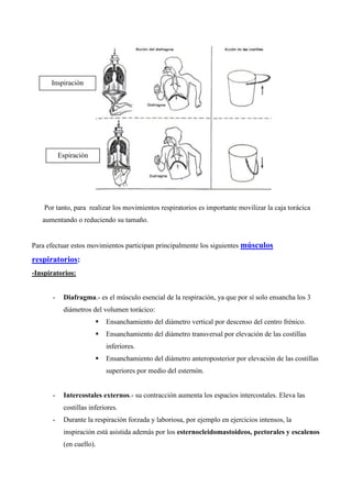 Por tanto, para realizar los movimientos respiratorios es importante movilizar la caja torácica
aumentando o reduciendo su tamaño.
Para efectuar estos movimientos participan principalmente los siguientes músculos
respiratorios:
-Inspiratorios:
- Diafragma.- es el músculo esencial de la respiración, ya que por sí solo ensancha los 3
diámetros del volumen torácico:
 Ensanchamiento del diámetro vertical por descenso del centro frénico.
 Ensanchamiento del diámetro transversal por elevación de las costillas
inferiores.
 Ensanchamiento del diámetro anteroposterior por elevación de las costillas
superiores por medio del esternón.
- Intercostales externos.- su contracción aumenta los espacios intercostales. Eleva las
costillas inferiores.
- Durante la respiración forzada y laboriosa, por ejemplo en ejercicios intensos, la
inspiración está asistida además por los esternocleidomastoideos, pectorales y escalenos
(en cuello).
Inspiración
Espiración
 