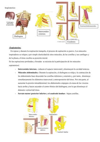 -Espiratorios:
En reposo y durante la respiración tranquila, el proceso de espiración es pasivo. Los músculos
inspiradores se relajan y por simple elasticidad de estos músculos, de las costillas y sus cartílagos y
de la pleura, el tórax recobra su posición inicial.
En las espiraciones profundas y forzadas se necesita de la participación de los músculos
espiratorios:
- Intercostales internos.- reducen el espacio intercostal y disminuyen la cavidad torácica.
- Músculos abdominales.- Durante la espiración, el diafragma se relaja y la contracción de
los abdominales hace descender las costillas inferiores y esternón y, por tanto, disminuye
simultáneamente los diámetros transversal y anteroposterior del tórax. Por otra parte, al
aumentar la presión intraabdominal, los abdominales empujan a la masa de las vísceras
hacia arriba y hacen ascender el centro frénico del diafragma, con lo que disminuye el
diámetro vertical del tórax.
- Serrato menor posterior inferior y el cuadrado lumbar.- bajan costillas.
Diafragma
Intercostales
externos
Escalenos
Esternocleidomastoideo
Inspiratorios:
 