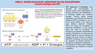 TEMA 6. ÁCIDOS NUCLEICOS. DERIVADOS DE LOS NUCLEÓTIDOS:
Función biológica del ATP
ATP (Adenosín 5´-trifosfato): Este
derivado del ribonucleótido de
adenina actúa como intermediario en
muchos procesos del metabolismo y
la fisiología celular que requieren
energía. Cuando existe energía
disponible, una molécula de adenosín
difosfato (ADP) la emplea en unir un
tercer grupo fosfato a los otros dos
para obtener adenosín trifosfato
(ATP). El enlace así constituido es
altamente energético, lo que quiere
decir que para su formación se
requiere una cantidad considerable de
energía (7Kcal/mol). La rotura de este
enlace liberará la misma cantidad de
energía. De esta manera, el sistema
ADP/ATP constituye una forma eficaz
de "guardar" la energía liberada en
reacciones biológicas exergónicas, y
de "liberarla" en reacciones biológicas
endergónicas que requieren un aporte
energético.
 