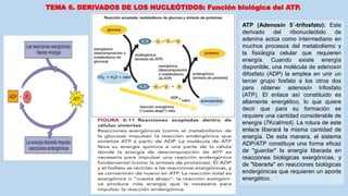TEMA 6. DERIVADOS DE LOS NUCLEÓTIDOS: Función biológica del ATP.
ATP (Adenosín 5´-trifosfato): Este
derivado del ribonucleótido de
adenina actúa como intermediario en
muchos procesos del metabolismo y
la fisiología celular que requieren
energía. Cuando existe energía
disponible, una molécula de adenosín
difosfato (ADP) la emplea en unir un
tercer grupo fosfato a los otros dos
para obtener adenosín trifosfato
(ATP). El enlace así constituido es
altamente energético, lo que quiere
decir que para su formación se
requiere una cantidad considerable de
energía (7Kcal/mol). La rotura de este
enlace liberará la misma cantidad de
energía. De esta manera, el sistema
ADP/ATP constituye una forma eficaz
de "guardar" la energía liberada en
reacciones biológicas exergónicas, y
de "liberarla" en reacciones biológicas
endergónicas que requieren un aporte
energético.
 