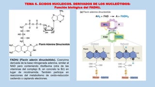 TEMA 6. ÁCIDOS NUCLEICOS. DERIVADOS DE LOS NUCLEÓTIDOS:
Función biológica del FADH2.
FADH2 (Flavín adenín dinucleótido). Coenzima
derivada de la base nitrogenada adenina, similar al
NAD pero conteniendo riboflavina (otra de las
vitaminas del complejo B, en concreto la B2) en
lugar de nicotinamida. También participa en
reacciones del metabolismo de oxido-reducción
cediendo o captando electrones.
 