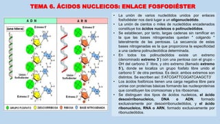 • La unión de varios nucleótidos unidos por enlaces
fosfodiéster nos dará lugar a un oligonucleótido.
• La unión de cientos o miles de nucleótidos encadenados
constituye los ácidos nucleicos o polinucleótidos.
• Se establecen, por tanto, largas cadenas sin ramificar en
la que las bases nitrogenadas quedan " colgando "
lateralmente de las pentosas. La secuencia de estas
bases nitrogenadas es la que proporciona la especificidad
a una cadena polinucleotídica determinada.
• En todos los polinucleótidos existe un extremo
(denominado extremo 3´) con una pentosa con el grupo -
OH del carbono 3´ libre, y otro extremo (llamado extremo
5´), donde se localiza un grupo fosfato libre unido al
carbono 5´ de otra pentosa. Es decir, ambos extremos son
distintos. Se escriben así: 5’ATCGATTCGGATCAAGCT3’
• Los ácidos fosfóricos tienen una carga negativa libre para
unirse con proteínas básicas formando las nucleoproteínas
que constituyen los cromosomas y los ribosomas.
• Se distinguen dos tipos de ácidos nucleicos, el ácido
desoxirribonucleico, DNA o ADN, formado
exclusivamente por desoxirribonucleótidos, y el ácido
ribonucleico, RNA o ARN, formado exclusivamente por
ribonucleótidos.
TEMA 6. ÁCIDOS NUCLEICOS: ENLACE FOSFODIÉSTER
 