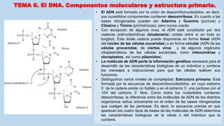 • El ADN está formado por la unión de desoxirribonucleótidos, es decir,
sus nuceótidos componentes contienen desoxirribosa. En cuanto a las
bases nitrogenadas pueden ser Adenina y Guanina (púricas) y
Citosina y Timina (pirimidínicas), pero nunca uracilo.
• Con excepción de algunos virus, el ADN está constituido por dos
cadenas polinucleotídicas (bicatenario) unidas entre sí en toda su
longitud. Esta doble cadena puede disponerse en forma lineal (ADN
del núcleo de las células eucariotas) o en forma circular (ADN de las
células procariotas, de ciertos virus y de algunos orgánulos
citoplasmáticos de las células eucariotas, como mitocondrias y
cloroplastos, así como plásmidos).
• La molécula de ADN porta la información genética necesaria para el
desarrollo de las características biológicas de un individuo y contiene
los mensajes e instrucciones para que las células realicen sus
funciones.
• Distinguimos varios niveles de complejidad: Estructura primaria: Está
formada por la secuencia de desoxirribonucleótidos, en cuyo extremo
5´ de la cadena existe un fosfato y en el extremo 3´ una pentosa con el
-OH del carbono 3´ libre. Como todos los nucleótidos contienen
desoxirribosa, la diferencia entre las moléculas de ADN de los distintos
organismos radica únicamente en el orden de las bases nitrogenadas
que cuelgan de las pentosas. Es decir, la secuencia precisa en que
aparecen los cuatro tipos de bases de las moléculas de ADN determina
las características biológicas de la célula o del individuo que la
contiene.
TEMA 6. El DNA. Componentes moleculares y estructura primaria.
 