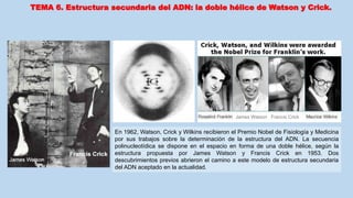 En 1962, Watson, Crick y Wilkins recibieron el Premio Nobel de Fisiología y Medicina
por sus trabajos sobre la determinación de la estructura del ADN. La secuencia
polinucleotídica se dispone en el espacio en forma de una doble hélice, según la
estructura propuesta por James Watson y Francis Crick en 1953. Dos
descubrimientos previos abrieron el camino a este modelo de estructura secundaria
del ADN aceptado en la actualidad.
TEMA 6. Estructura secundaria del ADN: la doble hélice de Watson y Crick.
James Watson Francis Crick
 
