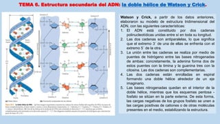 Watson y Crick, a partir de los datos anteriores,
elaboraron su modelo de estructura tridimensional del
ADN, con las siguientes características:
1. El ADN está constituido por dos cadenas
polinucleotídicas unidas entre sí en toda su longitud.
2. Las dos cadenas son antiparalelas, lo que significa
que el extremo 3´ de una de ellas se enfrenta con el
extremo 5´ de la otra.
3. La unión entre las cadenas se realiza por medio de
puentes de hidrógeno entre las bases nitrogenadas
de ambas: concretamente, la adenina forma dos de
estos puentes con la timina y la guanina tres con la
citosina. Las dos cadenas son complementarias.
4. Las dos cadenas están enrolladas en espiral
formando una doble hélice alrededor de un eje
imaginario.
5. Las bases nitrogenadas quedan en el interior de la
doble hélice, mientras que los esquemas pentosa -
fosfato se sitúan en la parte externa. De esta forma,
las cargas negativas de los grupos fosfato se unen a
las cargas positivas de cationes o de otras moléculas
presentes en el medio, estabilizando la estructura.
TEMA 6. Estructura secundaria del ADN: la doble hélice de Watson y Crick.
 