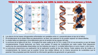 6. Los planos de las bases nitrogenadas enfrentadas son paralelos entre sí y perpendiculares al eje de la hélice.
7. El enrollamiento de la doble hélice es plectonémico, es decir, las cadenas no se pueden separar sin desenrollarlas.
8. La doble hélice es destrógira: el enrollamiento gira en el sentido de las agujas del reloj.
9. La anchura de la hélice es de 2nm., la longitud de cada vuelta es de 3,4 nm y cada 0,34 nm se encuentra un par de bases
complementarias. Puede deducirse, por tanto, que existen 10 pares de nucleótidos por cada vuelta. Esta disposición
explica las dos periodicidades observadas con los métodos de rayos X. La doble hélice tiene un surco mayor y otro menor.
10. La estructura proporciona una explicación de la replicación exacta de las dos hebras. Cada cadena sirve de molde a la
complementaria, de manera que se pueden formar dos dobles hélices con la misma secuencia de nucleótidos que la
parental. Esta propiedad permite transmitir la información genética de generación en generación.
TEMA 6. Estructura secundaria del ADN: la doble hélice de Watson y Crick.
 