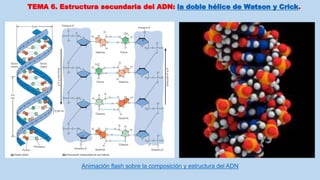 TEMA 6. Estructura secundaria del ADN: la doble hélice de Watson y Crick.
Animación flash sobre la composición y estructura del ADN
 