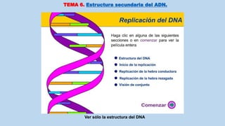 TEMA 6. Estructura secundaria del ADN.
Ver sólo la estructura del DNA
 