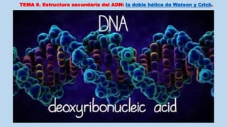 TEMA 6. Estructura secundaria del ADN: la doble hélice de Watson y Crick.
 