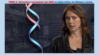 TEMA 6. Estructura secundaria del ADN: la doble hélice de Watson y Crick.
 