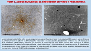 TEMA 6. ÁCIDOS NUCLEICOS: EL CROMOSOMA EN VIRUS Y PROCARIOTAS.
La estructura en doble hélice sufre nuevos plegamientos que dan lugar a un tercer nivel estructural. El modo en que se almacena
el ADN en un volumen reducido es diferente en los procariotas y en los eucariotas. Las bacterias contienen una sola molécula de
ADN bicatenaria (doble hélice), desnuda (no asociada a proteínas) que tiene forma circular. Para conseguir el máximo
empaquetamiento se pliega como una superhélice. En las mitocondrias y cloroplastos de las células eucariotas, el ADN presenta
la misma estructura. En los virus el ADN puede ser de cadena doble o sencilla y al mismo tiempo la cadena puede estar abierta o
cerrada sobre sí misma. El ADN está rodeado por la cápsida proteica.
ADN de un Bacteriófago Cromosoma bacteriano
Plásmidos
 
