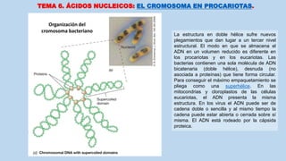 TEMA 6. ÁCIDOS NUCLEICOS: EL CROMOSOMA EN PROCARIOTAS.
La estructura en doble hélice sufre nuevos
plegamientos que dan lugar a un tercer nivel
estructural. El modo en que se almacena el
ADN en un volumen reducido es diferente en
los procariotas y en los eucariotas. Las
bacterias contienen una sola molécula de ADN
bicatenaria (doble hélice), desnuda (no
asociada a proteínas) que tiene forma circular.
Para conseguir el máximo empaquetamiento se
pliega como una superhélice. En las
mitocondrias y cloroplastos de las células
eucariotas, el ADN presenta la misma
estructura. En los virus el ADN puede ser de
cadena doble o sencilla y al mismo tiempo la
cadena puede estar abierta o cerrada sobre sí
misma. El ADN está rodeado por la cápsida
proteica.
Organización del
cromosoma bacteriano
 