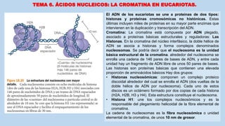 TEMA 6. ÁCIDOS NUCLEICOS: LA CROMATINA EN EUCARIOTAS.
El ADN de los eucariotas se une a proteínas de dos tipos:
histonas y proteínas cromosómicas no histónicas. Estas
últimas incluyen miles de proteínas en su mayor parte enzimas que
intervienen en la duplicación y transcripción del ADN.
Cromatina: La cromatina está compuesta por ADN plegado,
asociado a proteínas básicas estructurales y reguladoras: Las
Histonas. En la cromatina del núcleo interfásico, la doble hélice de
ADN se asocia a histonas y forma complejos denominados
nucleosomas. Se podría decir que el nucleosoma es la unidad
básica estructural de la cromatina. alrededor del nucleosoma se
enrolla una cadena de 146 pares de bases de ADN, y entre cada
unidad hay un fragmento de ADN libre de unos 50 pares de bases.
Las histonas son proteínas básicas que contienen una elevada
proporción de aminoácidos básicos Hay dos grupos:
• Histonas nucleosómicas: componen un complejo proteico
discoidal alrededor del cual se enrolla el ADN (dos vueltas de la
doble hélice de ADN por nucleosoma). Cada uno de estos
discos es un octámero formado por dos copias de cada histona
(H2A, H2B, H3 y H4). Esta estructura constituye el nucleosoma.
• Histona H1: une los complejos nucleosómicos y es la
responsable del plegamiento helicoidal de la fibra elemental de
cromatina.
La cadena de nucleosomas es la fibra nucleosómica o unidad
elemental de la cromatina, de unos 10 nm de grosor.
 