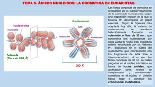 TEMA 6. ÁCIDOS NUCLEICOS: LA CROMATINA EN EUCARIOTAS.
Las fibras complejas de cromatina se
originarían por el superenrollamiento
de la cadena de nucleosomas según
una disposición regular, en la que la
histona H1 desempeña un papel
esencial. Según la hipótesis más
aceptada hoy día, la cadena de
nucleosomas se enrollaría
helicoidalmente formando un
solenoide o fibra de 30 nm., que
contendría seis nucleosomas por
cada vuelta de hélice. Esta estructura
estaría estabilizada por las histonas
H1, dispuestas en el núcleo del
nucleosoma, que interaccionan con
los fragmentos de ADN libre o
internucleosómico. A su vez, las
fibras complejas de 30 nm. se hallan
plegadas en el núcleo interfásico en
forma de bucles radiales, que
alcanzarán otros niveles de
compactación y enrollamientos
sucesivos en el núcleo en división
hasta llegar a constituir los
cromosomas metafásicos.
 
