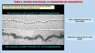 TEMA 6. ÁCIDOS NUCLEICOS: LA CROMATINA EN EUCARIOTAS.
Fibra nucleosómica de 10 nm.
Vista al MET.
Solenoide o fibra de 30 nm. Vista
al MET.
 