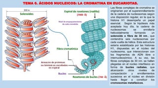 TEMA 6. ÁCIDOS NUCLEICOS: LA CROMATINA EN EUCARIOTAS.
Las fibras complejas de cromatina se
originarían por el superenrollamiento
de la cadena de nucleosomas según
una disposición regular, en la que la
histona H1 desempeña un papel
esencial. Según la hipótesis más
aceptada hoy día, la cadena de
nucleosomas se enrollaría
helicoidalmente formando un
solenoide o fibra de 30 nm., que
contendría seis nucleosomas por
cada vuelta de hélice. Esta estructura
estaría estabilizada por las histonas
H1, dispuestas en el núcleo del
nucleosoma, que interaccionan con
los fragmentos de ADN libre o
internucleosómico. A su vez, las
fibras complejas de 30 nm. se hallan
plegadas en el núcleo interfásico en
forma de bucles radiales, que
alcanzarán otros niveles de
compactación y enrollamientos
sucesivos en el núcleo en división
hasta llegar a constituir los
cromosomas metafásicos.
 