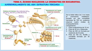 TEMA 6. ÁCIDOS NUCLEICOS: LA CROMATINA EN EUCARIOTAS.
De la doble hélice de 2 nm hasta
el cromosoma metáfasico,
formado por dos cromátidas
hermanas de 700 nm, podemos
observar cuatro niveles de
empaquetamiento o
compactación:
1. Fibra nucleosómica de 10 nm.
2. Fibra de 30 nm o Solenoide.
3. Fibra de 300 nm formada por
rosetones de 6 bucles.
4. Fibra de 700 nm, Rodillo o
cromátida formada por 30
rosetones.
 