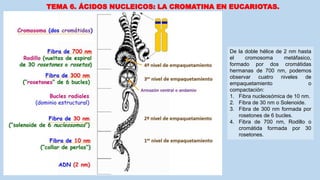 TEMA 6. ÁCIDOS NUCLEICOS: LA CROMATINA EN EUCARIOTAS.
De la doble hélice de 2 nm hasta
el cromosoma metáfasico,
formado por dos cromátidas
hermanas de 700 nm, podemos
observar cuatro niveles de
empaquetamiento o
compactación:
1. Fibra nucleosómica de 10 nm.
2. Fibra de 30 nm o Solenoide.
3. Fibra de 300 nm formada por
rosetones de 6 bucles.
4. Fibra de 700 nm, Rodillo o
cromátida formada por 30
rosetones.
 