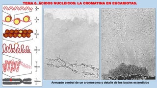 TEMA 6. ÁCIDOS NUCLEICOS: LA CROMATINA EN EUCARIOTAS.
Armazón central de un cromosoma y detalle de los bucles extendidos
 