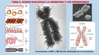 TEMA 6. ÁCIDOS NUCLEICOS: LA CROMATINA Y LOS CROMOSOMAS
Cromosomas: al MET y ME Barrido. Morfología de un cromosoma
 