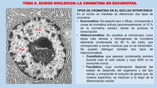 TEMA 6. ÁCIDOS NUCLEICOS: LA CROMATINA EN EUCARIOTAS.
TIPOS DE CROMATINA EN EL NÚCLEO INTERFÁSICO
En el núcleo en interfase se diferencian dos tipos de
cromatina:
• Eucromatina: De aspecto laxo o difuso, corresponde a
zonas de cromatina activas (aproximadamente, el 10 %
de la cromatina celular), donde se produce la
transcripción.
• Heterocromatina: Se visualiza al microscopio como
áreas más densas y homogéneas de cromatina
altamente condensada (el 90 % del total), que
corresponden a zonas inactivas que no se transcriben.
Se pueden distinguir también dos tipos de
heterocromatina:
• Constitutiva, que aparece condensada siempre
durante todo el ciclo celular y cuyo ADN no se
transcribe nunca.
• Facultativa, cuya condensación depende del
estado de desarrollo del organismo y del tipo
celular, y comprende el conjunto de genes que, de
manera específica, se inactivan a lo largo de la
diferenciación celular.
Euc
Heter
Euc
Heter
Nucleolo
 
