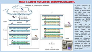 TEMA 6. ÁCIDOS NUCLEICOS: DESNATURALIZACIÓN.
La PCR (reacción en
cadena de la
polimerasa) es una
técnica de amplificación
del ADN que está
estandarizada y se
utiliza habitualmente en
diagnóstico (como en la
detección del SARS-
COV-2) e investigación
del ADN.
Se basa en la
desnaturalización cíclica
del ADN para obtener
hebras molde que
sirvan para sintetizar
nuevas cadenas de
ADN. El proceso está
automatizado y se
realiza en Cicladores
Térmicos de PCR. Con
esta técnica se pueden
producir un billón de
copias de la secuencia
en estudio en sólo unas
pocas horas.
 