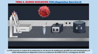 TEMA 6. ÁCIDOS NUCLEICOS: PCR (diagnóstico Sars-Cov-2)
La PCR (reacción en cadena de la polimerasa) es una técnica de amplificación del ADN que está estandarizada y se
utiliza habitualmente en diagnóstico (como en la detección del SARS-COV-2) e investigación del ADN.
 