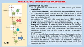 TEMA 6. EL RNA. COMPONENTES MOLECULARES.
COMPOSICIÓN DEL ARN:
• Es un polímero de nucleótidos de ARN unidos por enlaces
fosfodiéster.
• La pentosa es la ribosa y las cuatro bases nitrogenadas son Adenina
(A), Guanina (G), Citosina (C) y Uracilo (U) en lugar de timina. El uracilo
puede emparejarse con la adenina. El ácido fosfórico forma un enlace
éster con el alcohol del C5’.
• Las cadenas de ARN son más cortas que las de ADN y pueden
aparecer tanto en el núcleo como en el citoplasma celular.
• El ARN en eucariotas y procariotas es monocatenario y lineal y se
distinguen un extremo 5’ terminal y otro 3’ terminal. Sin embargo,
en el ARN transferente existe, en algunos tramos, un apareamiento de
bases intracatenario. En los virus, sin embargo, encontramos toda la
variabilidad. Existen virus de ARN lineal o circular, bicatenario o
monocatenario.
• El ARN es la molécula encargada de participar en la expresión génica a
través de la síntesis de las proteínas. Así, mientras el ADN contiene la
información, el ARN la utiliza para que se concretice en las proteínas
específicas del individuo. Este proceso es sumamente complejo y
requiere la intervención de varios tipos de ARN: ARNm, ARNt y los
ribosomas con ARNr.ARN
 