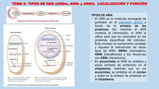 TEMA 6. TIPOS DE RNA (ARNm, ARNr y ARNt). LOCALIZACIÓN Y FUNCIÓN
TIPOS DE ARN:
• El ARN es la molécula encargada de
participar en la expresión génica a
través de la síntesis de las
proteínas. Así, mientras el ADN
contiene la información, el ARN la
utiliza para que se concretice en las
proteínas específicas del individuo.
Este proceso es sumamente complejo
y requiere la intervención de varios
tipos de ARN: ARNm (mensajero),
ARNt (transferente) y los ribosomas
con ARNr (ribosómico).
• En procariotas el ARN se sintetiza y
actúa (síntesis de proteínas) en el
citoplasma, mientras que en los
eucariotas, se sintetiza en el núcleo
y actúa en la síntesis de proteínas en
el citoplasma.
 
