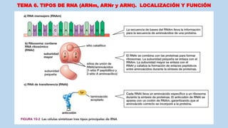 TEMA 6. TIPOS DE RNA (ARNm, ARNr y ARNt). LOCALIZACIÓN Y FUNCIÓN
 